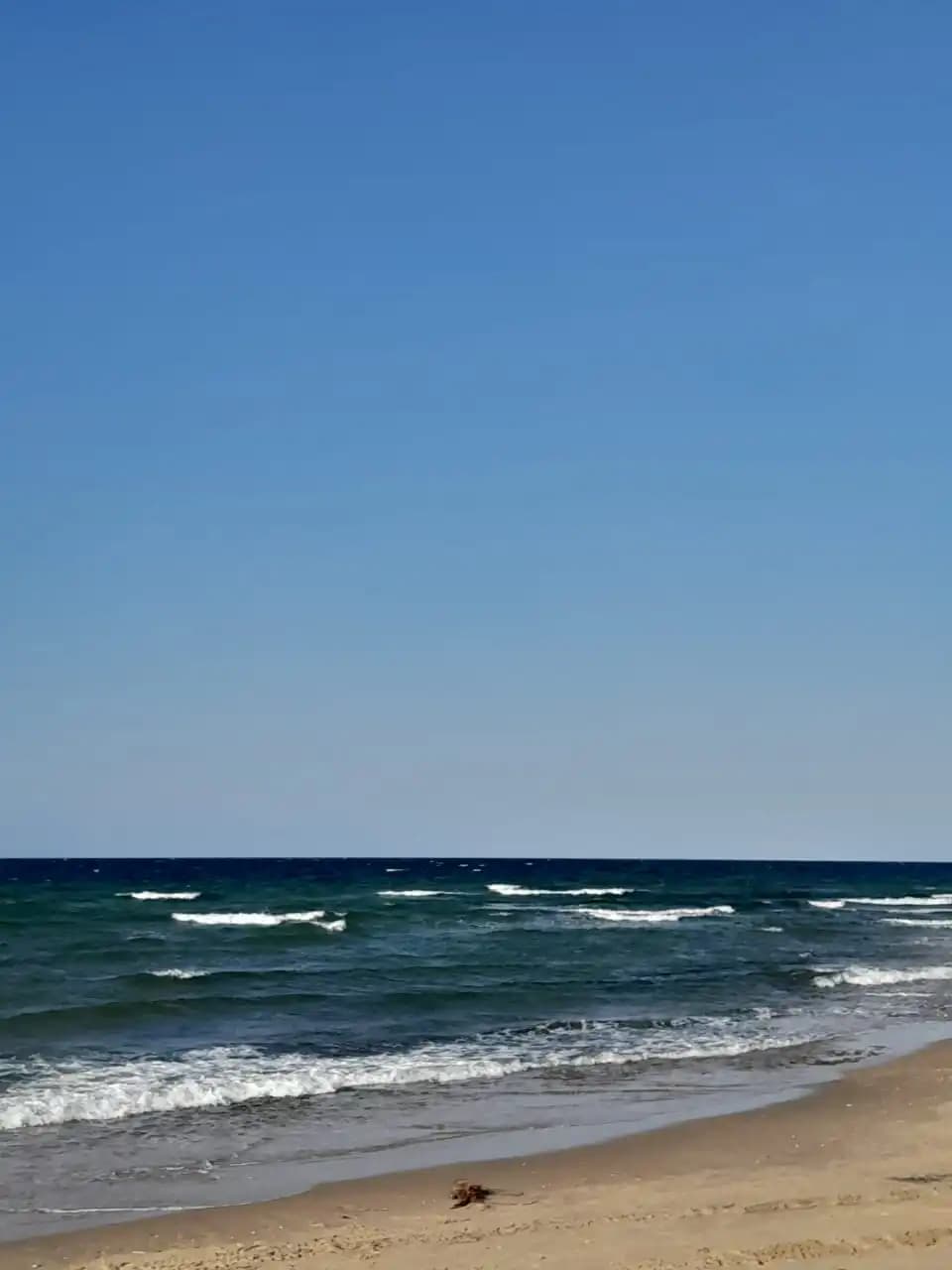 shukri habib saed images_student